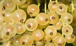 Versailles currant - description and characteristics of the variety