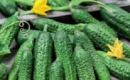 Why many summer residents are so fond of the Amur cucumber hybrid: an overview of the characteristics, advantages and disadvantages