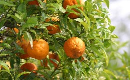 Why bitter orange is useful and how is it used