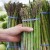 Why asparagus is good for weight loss and how to eat it correctly when fighting overweight