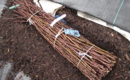 Storage methods for grape cuttings in winter and germination in spring