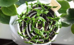 When and how to sow eggplant seedlings and how to properly care for it