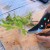 Instructions for propagating plums by cuttings in summer: from preparing cuttings to caring for a seedling