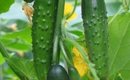 Review of the hybrid cucumber 