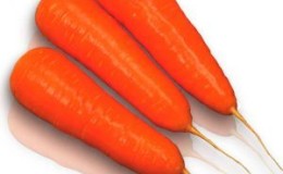 High-yielding Kuroda carrot with long shelf life