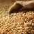 Who can be fed with feed barley