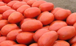 Legendary hybrid - tomato