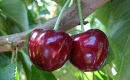 Why is the Bovine heart cherry variety good and why it is worth trying to grow it