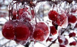 Review of the best winter-hardy sweet cherry varieties and criteria for their selection