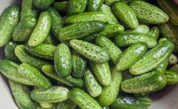 Mid-season cucumber