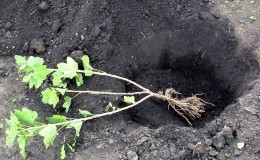 Fall currant planting guide for beginner gardeners