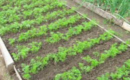 Growing carrots in the middle lane: an overview of the best varieties