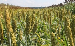 What is sugar sorghum, how is it grown and where is it used