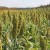 What is sugar sorghum, how is it grown and where is it used