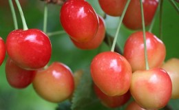 The variety of early ripening cherries