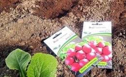 Planting radishes in August - when to plant and is it possible to do it
