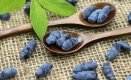 Where honeysuckle grows well: conditions, varieties and regions for growing in Russia