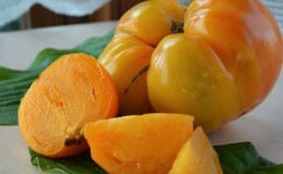 Description of tomatoes of the