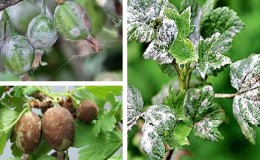 How to deal with gooseberry mold