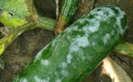 How to deal with late blight on cucumbers: treatment regimens