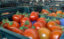 We will tell and show you how to keep tomatoes fresh for a long time: interesting life hacks from experienced owners
