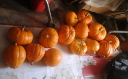 A variety with a melon aroma and a high yield - pumpkin