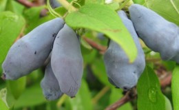Stably productive variety of honeysuckle