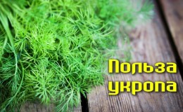 Incredible but true: the medicinal properties of dill are overwhelming