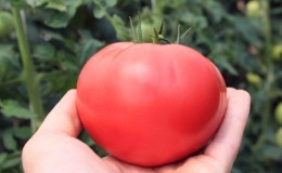 A recognized favorite among gardeners - the Pink Cheeks tomato