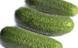 How to properly grow Trilogy f1 Dutch cucumber hybrid to achieve a good harvest