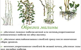 Simple and understandable instructions for pruning remontant raspberries in the fall for beginners