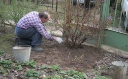 How to prune gooseberries in the spring for a good harvest