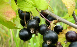 Currant leaves turn yellow in June: why this happens and what to do in this case