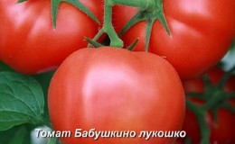 The favorite among summer residents for growing in a greenhouse is the