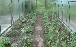Why green tomatoes fall in the greenhouse: we quickly determine the cause and effectively fight it