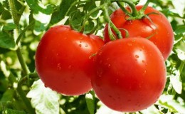 Ways to tie tomatoes in the open field: how to do it right and is it necessary at all