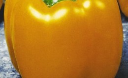 One of the best types of bell pepper -