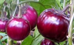Yielding and early ripe eggplant variety