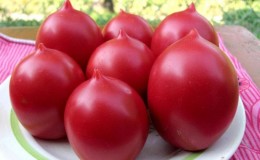 A whole palette in the garden in one variety - De Barao tomato and the secrets of its cultivation