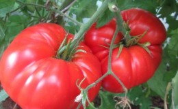 Disease and pest resistant tomato variety