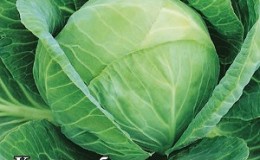 Medium late variety of cabbage Gift