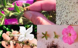 How to properly collect petunia seeds at home