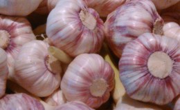 The best varieties of spring garlic: choose the appropriate type according to the parameters