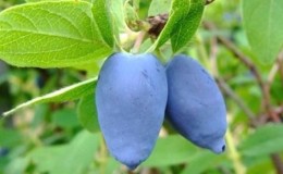 Early ripe honeysuckle variety Slavyanka