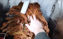 How to ferment tobacco at home: the best ways
