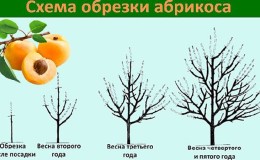 A step-by-step guide for beginner gardeners: how to prune apricots correctly in spring