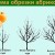 A step-by-step guide for beginner gardeners: how to prune apricots correctly in spring