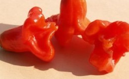 Combining opposite tastes and a flower-like amazing variety of bell pepper