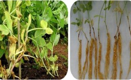 The most common pests and diseases of peas, as well as effective methods of prevention and getting rid of them