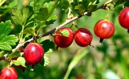 One of the sweetest gooseberry varieties - Candy